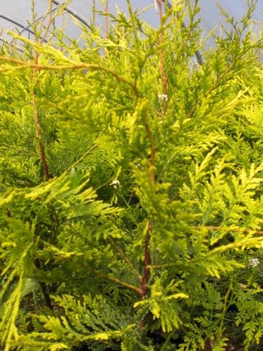 Cupressocyparis Leylandii Castlewellan Gold 10L Pot  175-200cm