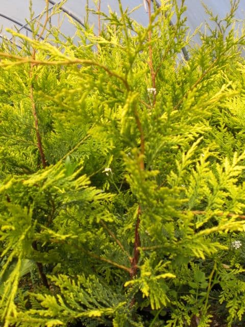Cupressocyparis Leylandii Castlewellan Gold 20L Pot 200-250cm