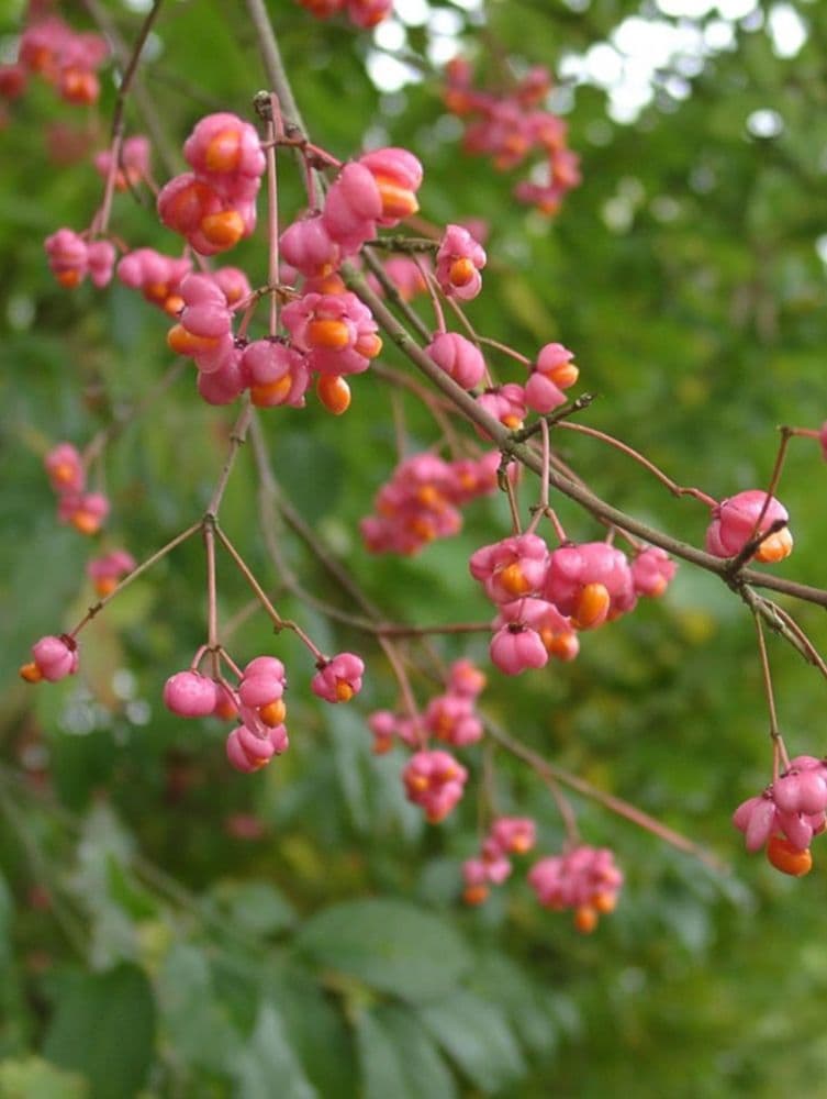 Euonymus Europaeus Transplanted Bare root  Plants 60-100cm