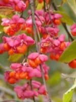 Euonymus Europaeus Transplanted Bare root  Plants 60-100cm