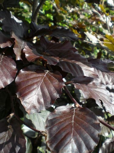 Fagus sylvatica Atropurpurea Group Feathered Tree 250-300cm
