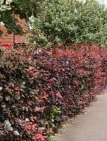 Fagus Sylvatica Atropurpurea (Purple Beech) 10L Pot 175-200cm