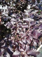 Fagus Sylvatica Atropurpurea (Purple Beech) 10L Pot 175-200cm