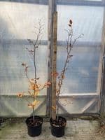 Fagus Sylvatica Atropurpurea (Purple Beech) 2L Pot 80-100cm