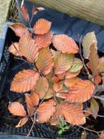 Fagus Sylvatica Atropurpurea (Purple Beech) 2L Pot 80-100cm