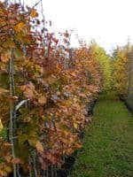 Fagus Sylvatica (Green Beech) 10L Pot 175-200cm
