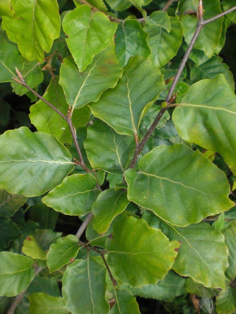 Fagus Sylvatica (Green Beech) 10L Pot 175-200cm