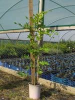 Fagus Sylvatica (Green Beech) 3L Pot 100-125cm