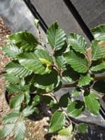 Fagus Sylvatica (Green Beech) 5.5L Pot 125-150cm