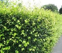 Fagus Sylvatica  Transplanted Bare root Plants 120-150cm