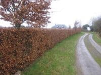 Fagus Sylvatica Transplanted Bare root Plants 60-80cm