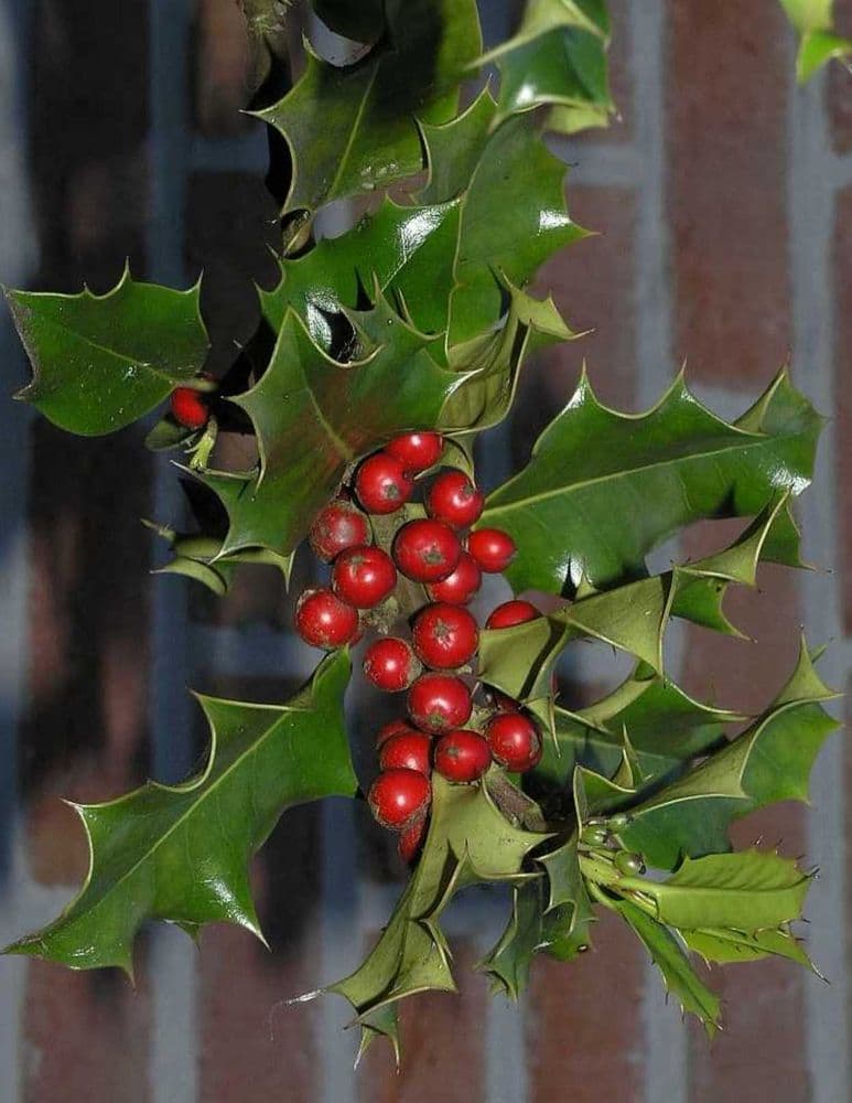Ilex aquifolium AGM Root-Balled 150-175cm