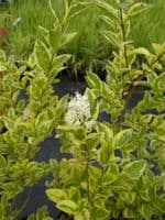 Ligustrum ovalifolium Aureum 3L Pot 80-100cm