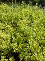 Ligustrum ovalifolium Aureum 3L Pot 80-100cm