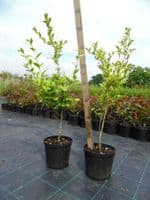 Ligustrum ovalifolium Aureum 3L Pot 80-100cm