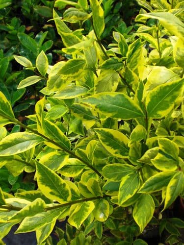 Ligustrum ovalifolium Aureum 3L Pot 80-100cm
