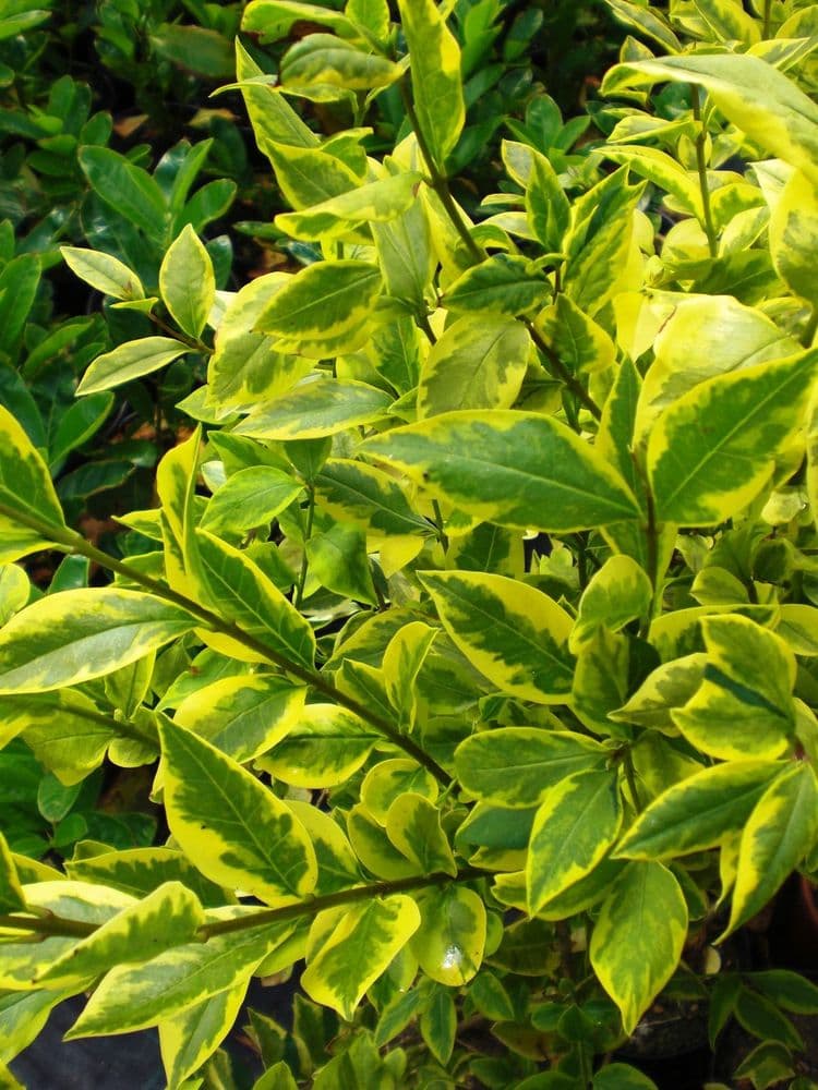 Ligustrum ovalifolium Aureum 3L Pot 80-100cm