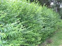 Ligustrum Ovalifolium Transplanted Bare root Plants 80-100cm