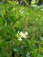 Ligustrum Ovalifolium Transplanted Bare root Plants 80-100cm