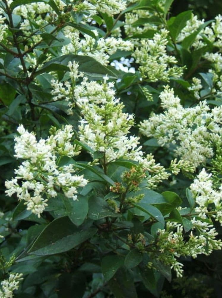 Ligustrum Ovalifolium Transplanted Bare root Plants 80-100cm