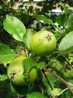 Malus Sylvestris Transplanted Bare root  Plants 60-100cm
