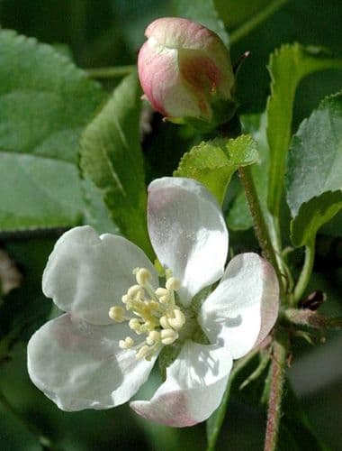 Malus Sylvestris Transplanted Bare root Plants 60-100cm