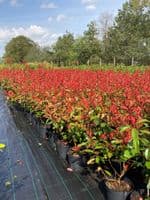 Photinia x fraseri Red Robin 10L Pot 80-100cm