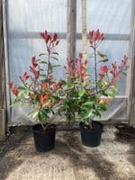Photinia x fraseri Red Robin 10L Pot 80-100cm