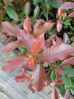 Photinia x fraseri Red Robin 10L Pot 80-100cm