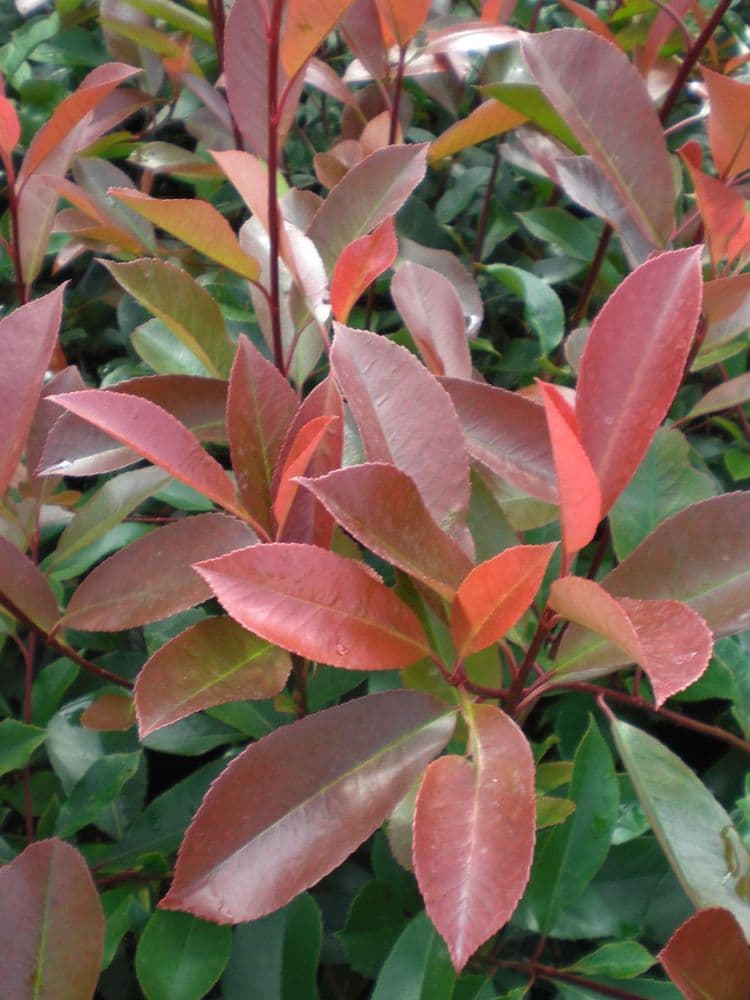 Photinia x fraseri Red Robin 10L Pot 80-100cm