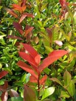Photinia x fraseri Red Robin AGM  Root-Balled 100-120cm