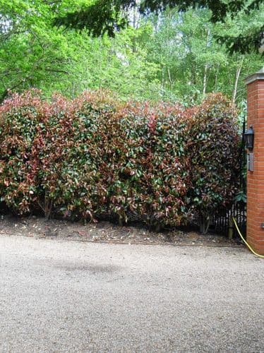 Photinia x fraseri Red Robin AGM  Root-Balled 100-120cm