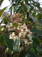 Photinia x fraseri Red Robin AGM  Root-Balled 120-140cm