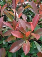 Photinia x fraseri Red Robin AGM  Root-Balled 120-140cm