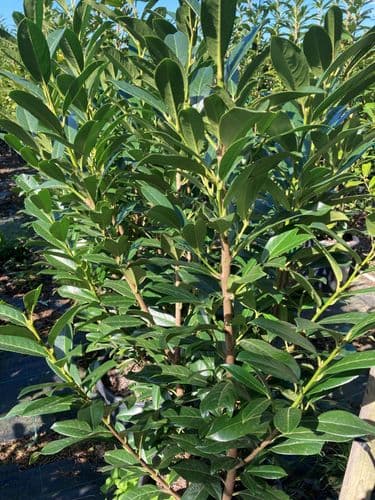 Prunus laurocerasus Elly 15L Pot 120-140cm