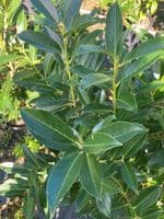 Prunus laurocerasus Elly 15L Pot 80-100cm