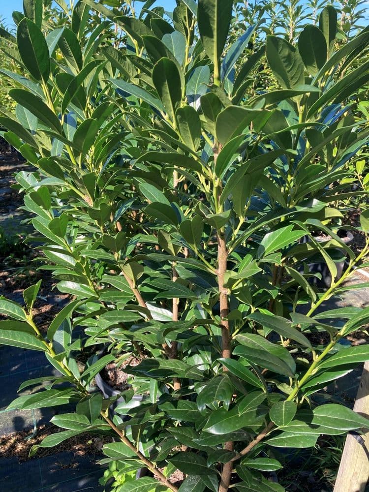 Prunus laurocerasus Elly 15L Pot 80-100cm