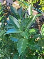 Prunus laurocerasus Elly 35L Pot 180-200cm