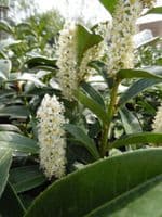 Prunus laurocerasus Genolia 15L Pot 150-175cm