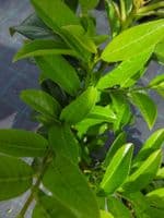 Prunus laurocerasus Genolia 15L Pot 150-175cm