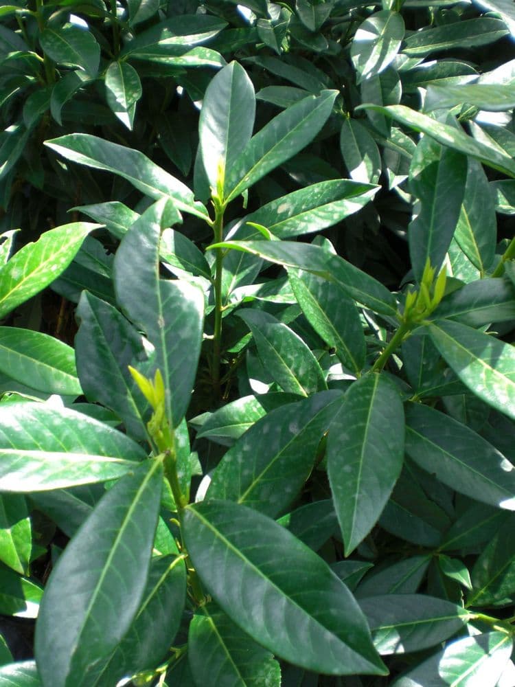 Prunus laurocerasus Genolia 15L Pot 150-175cm