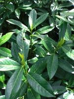Prunus laurocerasus Genolia 7.5L Pot 90-120cm