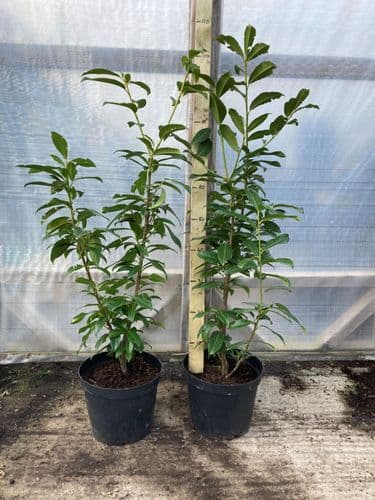Prunus laurocerasus Genolia 7.5L Pot 90-120cm