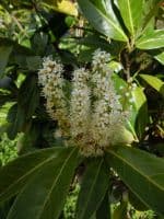 Prunus laurocerasus Rotundifolia  25L Pot 140-160cm
