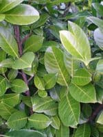 Prunus laurocerasus Rotundifolia  25L Pot 140-160cm