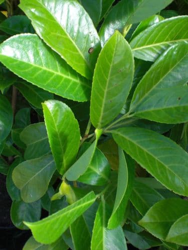 Prunus laurocerasus Rotundifolia  25L Pot 140-160cm
