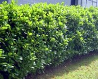 Prunus laurocerasus Rotundifolia 3L Pot 60-80cm