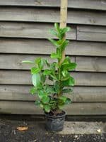 Prunus laurocerasus Rotundifolia 3L Pot 60-80cm