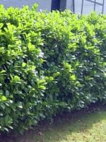 Prunus laurocerasus Rotundilfolia  35L Pot 180-200cm