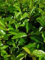 Prunus lusitanica AGM  25L Pot 140-160cm